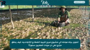 تحويل بركة موحلة إلى مشروع مربح لتربية الضفادع التايلاندية: كيف يحقق مزارع نغي آن مئات الملايين سنوياً؟